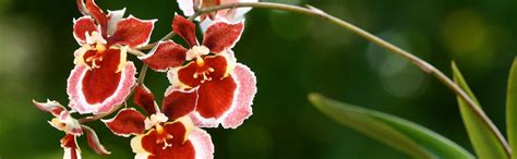 Blooming Equitant Oncidium Orchids | Orchid Plant Care