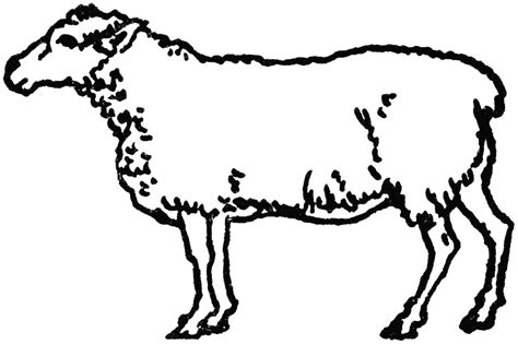 Free Sheep Drawing, Download Free Sheep Drawing png images, Free ...