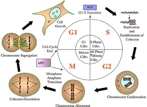 Eukaryotic Chromosome Diagram