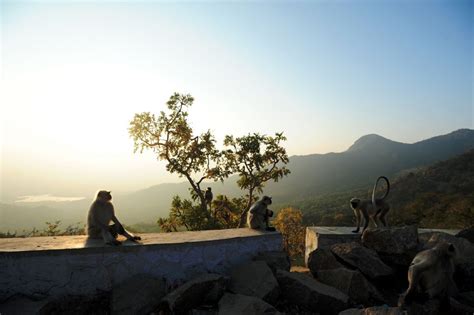 Mount Abu Wildlife Sanctuary Sirohi Rajasthan