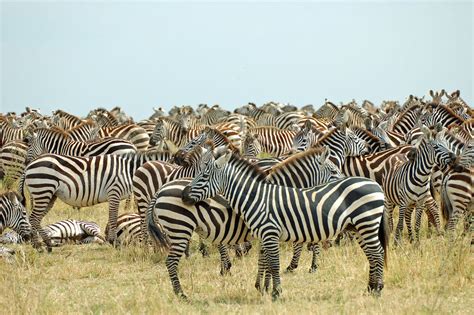 Zebra Herd in the Serengeti | Zebra Migration, Serengeti | Flickr