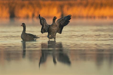 Greylag goose on Behance