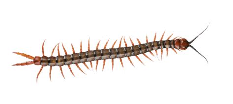 Centipede transparent PNG - StickPNG