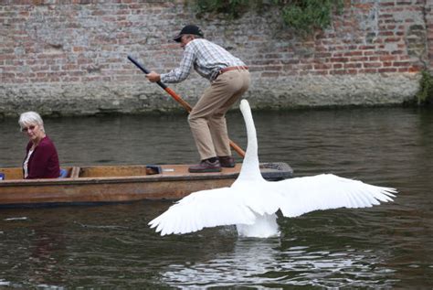 Swan attacks tourists and rowers on River Cam