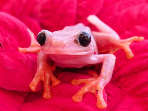 Pink Red Eye Tree Frogs