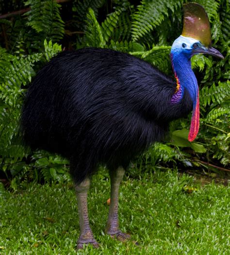 Southern Cassowary-Home