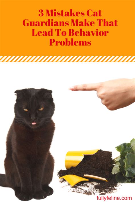 3 Mistakes Cat Guardians Make That Contribute To Cat Behavior Problems - Fully Feline