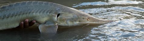 Endangered pallid sturgeon captured in the upper Missouri River | FWS.gov