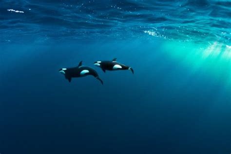 Arctic Aur-Orca • Mares - Scuba Diving Blog