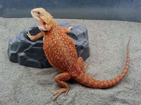 Dragon's den herp-- Leatherback spotted dunner | Bearded dragon tank ...