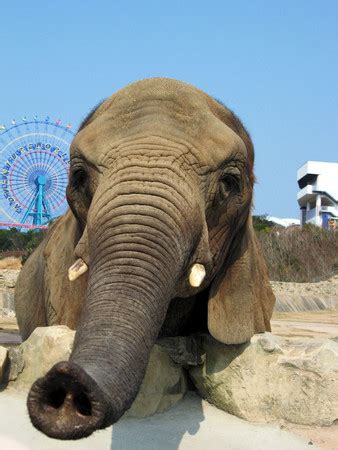 個別「[動物]象の鼻」の写真、画像 - よせ鍋写真館 別館 (yosenabe.com)