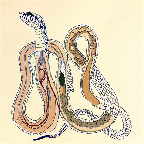 Snake anatomy medical illustration study by Tessa McDonnell | Medical ...