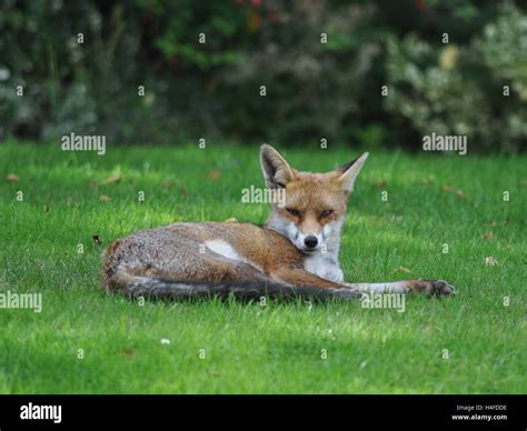 A red fox relaxing in a London garden Stock Photo - Alamy