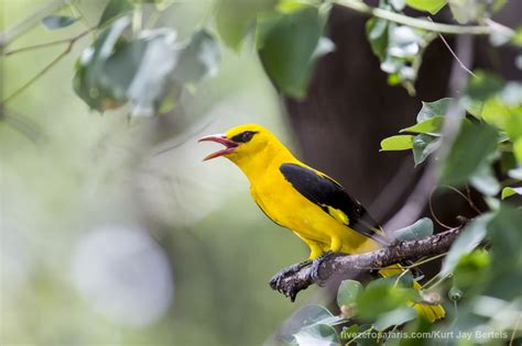 A beautiful eurasian golden oriole - Five Zero Safaris