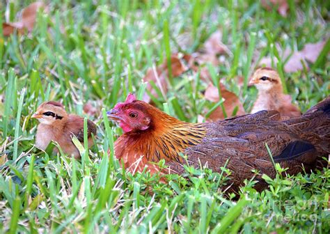 Chickens in Key West Photograph by David Lee Thompson - Fine Art America