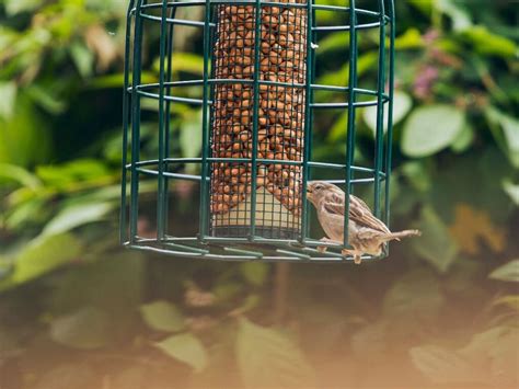 Best Squirrel Proof Bird Feeders