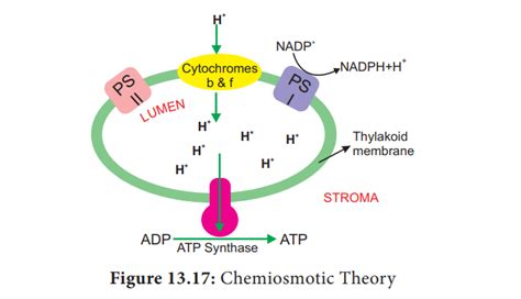 Chemiosmotic Theory