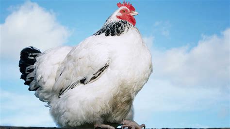 Are my chickens too fat? This could be a problem - Dine-A-Chook