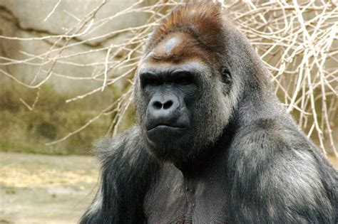 Rule of 6ix: Can we prevent gorilla extinction with vaccination?