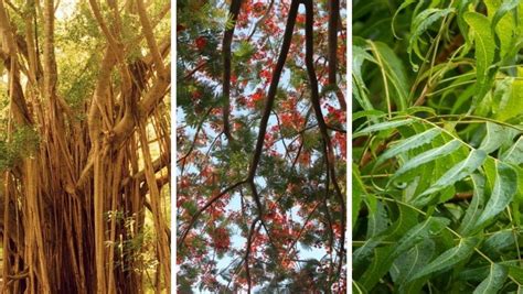 40 Common Trees in India - Uses, Benefits of Trees of India