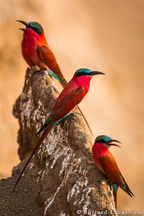 Southern Carmine Bee-eaters - Burrard-Lucas Photography