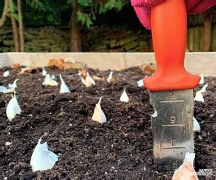 Garlic Spacing: How Far Apart to Plant Garlic for Big Bulbs