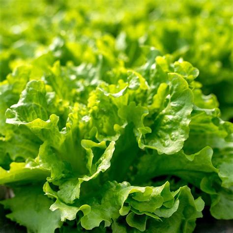 Lettuce Loose Leaf – Salad Bowl Green – Propagation Place