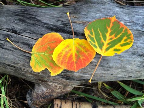 Aspen Leaf and Tree Photos