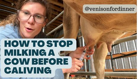 How Do I Stop Milking A Cow Before Calving?? {The whys, do not's and ...