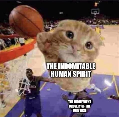 The cat balling yo - 9GAG