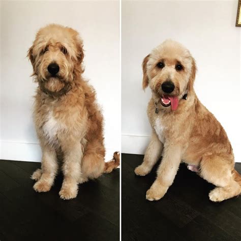 Before and after puppies first haircut : Goldendoodles