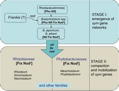 Frontiers | Microevolution, speciation and macroevolution in rhizobia: Genomic mechanisms and ...