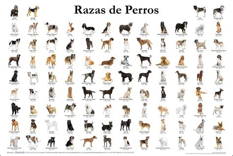 Dog Breeds Chart, Types Of Dogs Breeds, All Types Of Dogs, Dog Breeds List, Dog Types, Cat ...