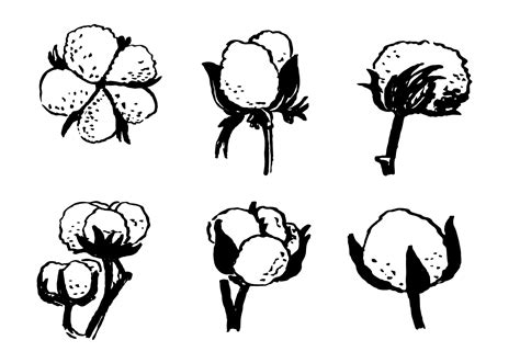 Hand Drawn Cotton Plant Vector - Download Free Vector Art, Stock Graphics & Images