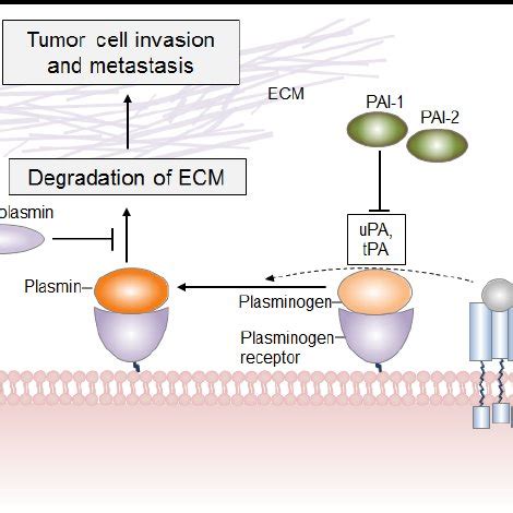 (PDF) From Plasminogen to Plasmin: Role of Plasminogen Receptors in Human Cancer