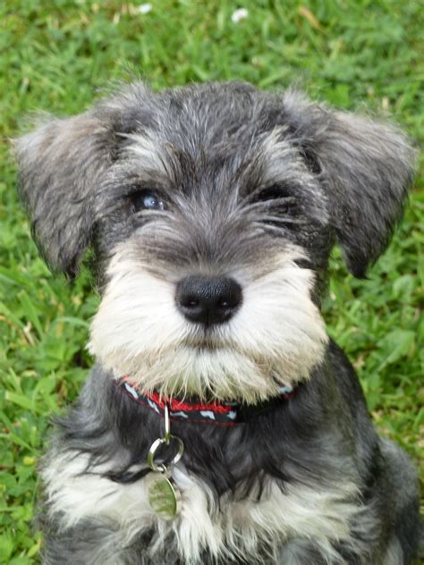 Miniature Schnauzer