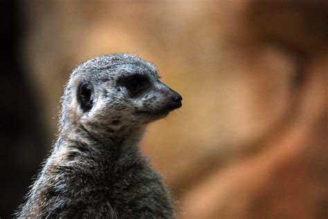 Meerkat Manor | Meerkat Manor was one of my favorite shows o… | Flickr