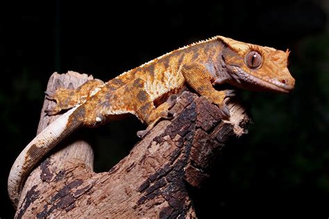 CRESTED GECKO CARE (HOW TO)!! | Crested gecko care, Crested gecko, Reptiles