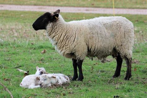 15 Best Sheep Breeds for Meat - PetHelpful