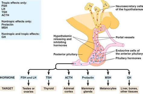 9. Endocrine system - BIOLOGY4ISC