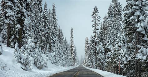 Trees Beside the Road Covered With Snow · Free Stock Photo