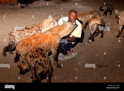 hyena feeding, harar, ethiopia, africa Stock Photo: 36867436 - Alamy