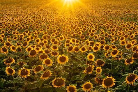 Kansas Sunflowers - Michael Strickland Images