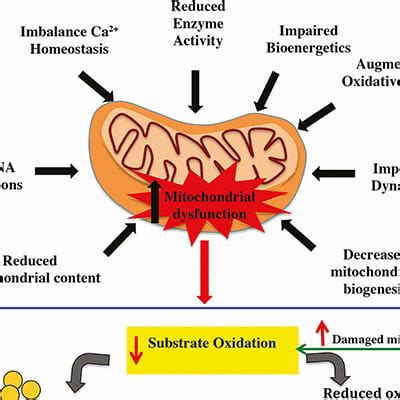 Mitochondrial Dysfunction and Health | Endocrine Society