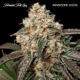 Forbidden Fruit Cake (von Advanced Seeds) :: Cannabis Sorten Infos