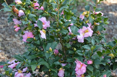Three New Hardy Fall Blooming Camellias | What Grows There :: Hugh Conlon, Horticulturalist ...