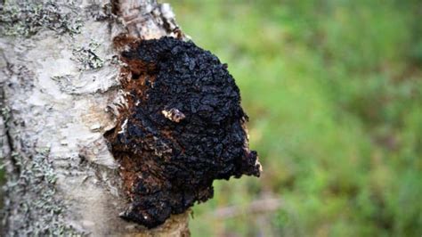 Chaga Mushroom Identification: Master the Art of Recognition