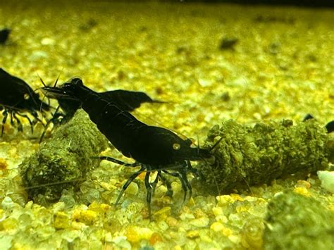 Royal Blue Tiger Shrimp - Stunning Freshwater Invertebrate for Your ...