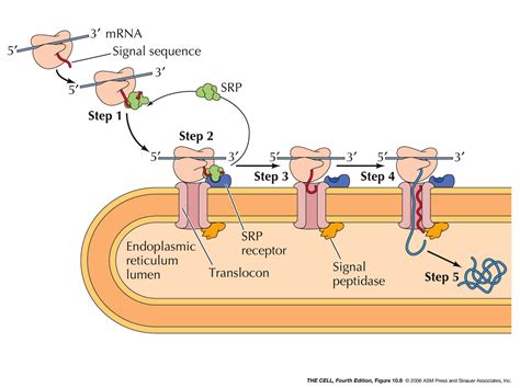 ER - Golgi - Lysosomes