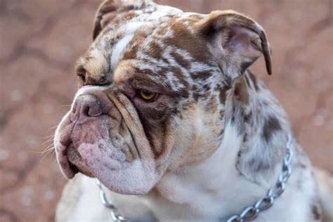 Merle English Bulldog: Everything We Know About This Rare Pup